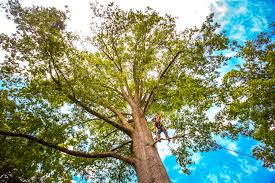 Best Commercial Tree Services  in Colusa, CA