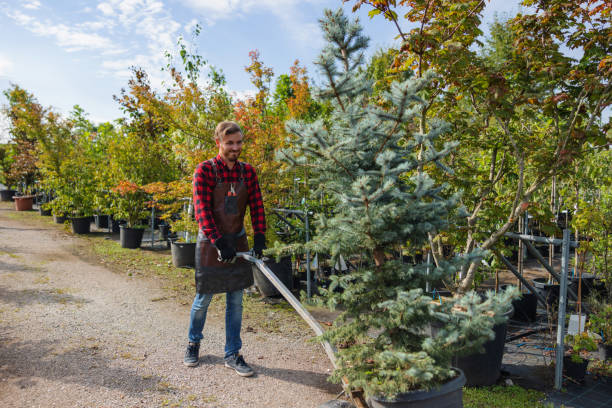 Best Tree Planting Services  in Colusa, CA