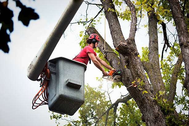 Best Tree Cabling and Bracing  in Colusa, CA