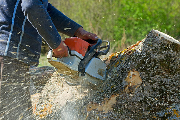 Best Tree and Shrub Care  in Colusa, CA