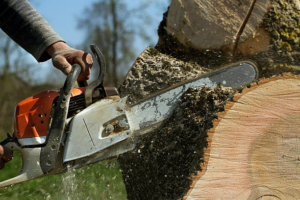 Best Tree Removal Service  in Colusa, CA